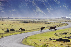 peligros al volante en la carretera animales